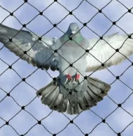 Bird Netting Services